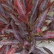 FAUX EUCALYPTUS BURGUNDY | BASIC FOLIAGE BOUQUET