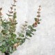 FAUX EUCALYPTUS GREEN PINK | BASIC FOLIAGE BOUQUET