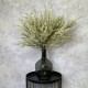 FAUX LIMONIUM GREEN | BASIC FOLIAGE BOUQUET