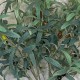 FAUX OLIVE BRANCHES | BASIC FOLIAGE BOUQUET