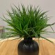 VANILLA GRASS IN CHARCOAL METAL VASE | FAUX FOLIAGE ARRANGEMENTS