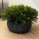 VANILLA BUSH | FAUX FOLIAGE PLANTS